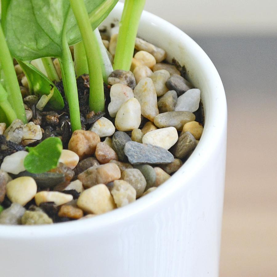 観葉植物 ポトス 3種類 3鉢セット オウゴンカズラ 陶器鉢植え 白