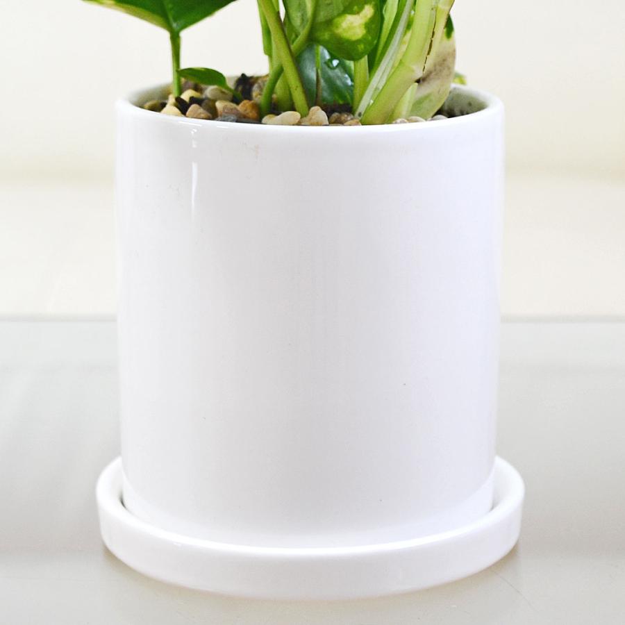 観葉植物 ポトス 3種類 3鉢セット オウゴンカズラ 陶器鉢植え 白