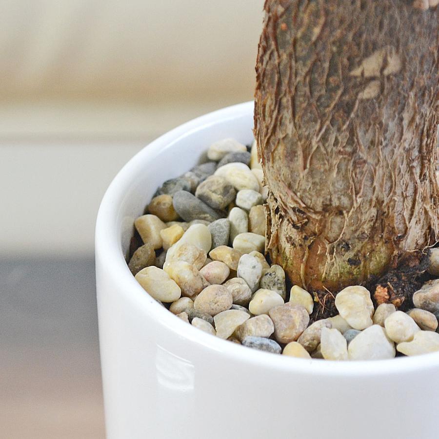 観葉植物 種類選べる 3鉢セット サンスベリア ガジュマル パキラ