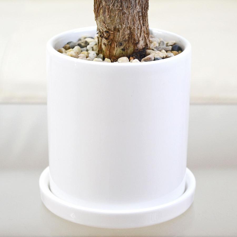 観葉植物 種類選べる 3鉢セット サンスベリア ガジュマル パキラ