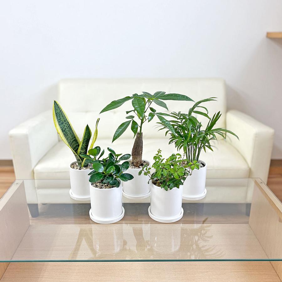 観葉植物 種類選べる 3鉢セット サンスベリア ガジュマル パキラ