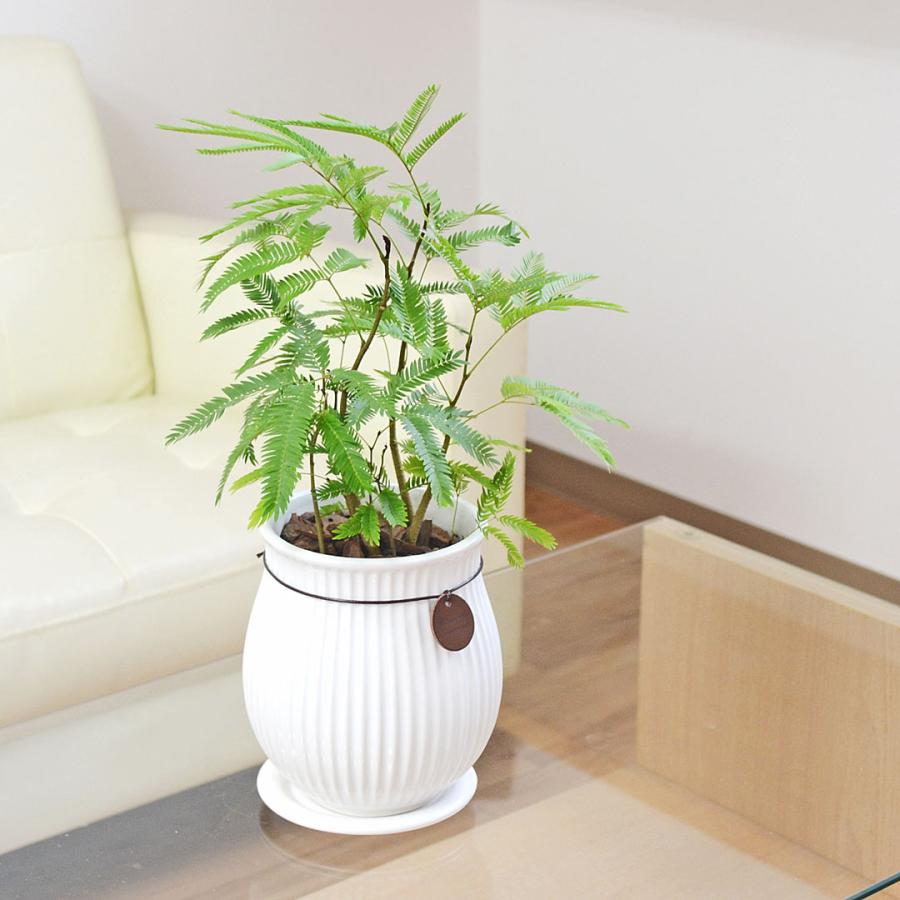 観葉植物 エバーフレッシュ アカサヤネムノキ 陶器鉢 たて線 縦縞