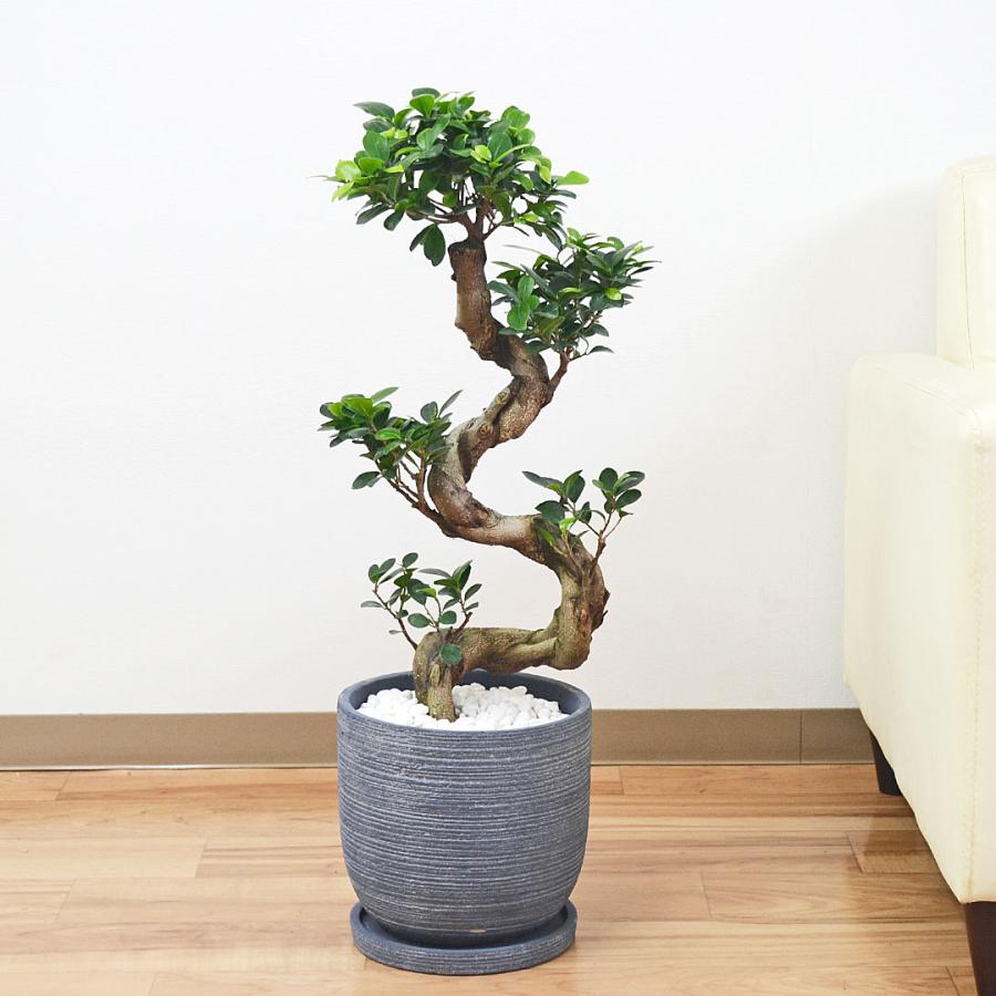 観葉植物　ガジュマル　盆栽仕立て　昇り龍　曲がり　８号鉢　Ａ ガジュマル 観葉植物 曲がり 8号鉢苗 大型 盆栽 登り樹 昇り竜