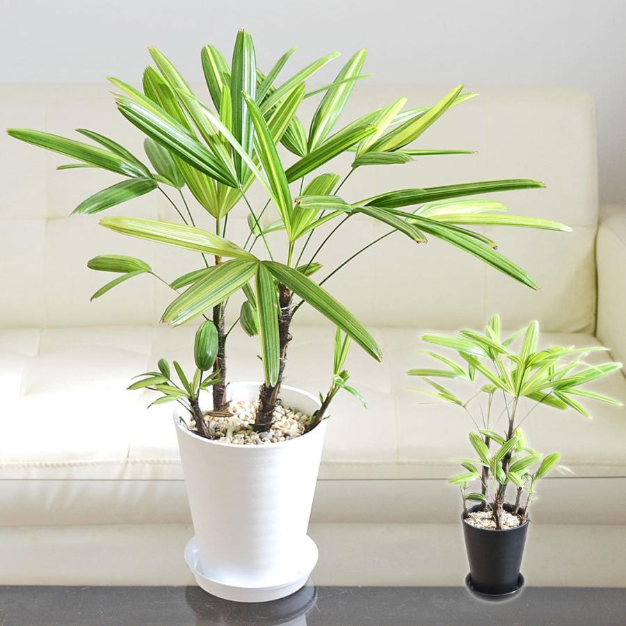 観葉植物 観音竹 カンノンチク 瑞晃錦 瑞光錦 ズイコウニシキ 斑入り