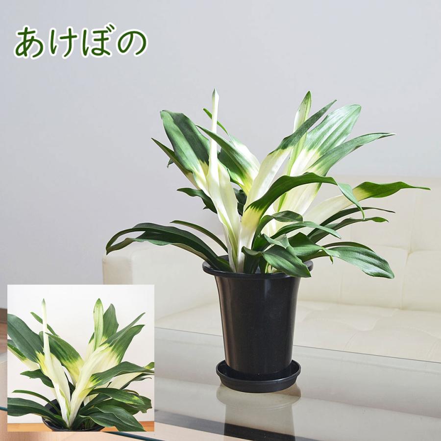 観葉植物 万年青 オモト 宝船 あけぼの 有田 宗石 長寿 都城 5.5号