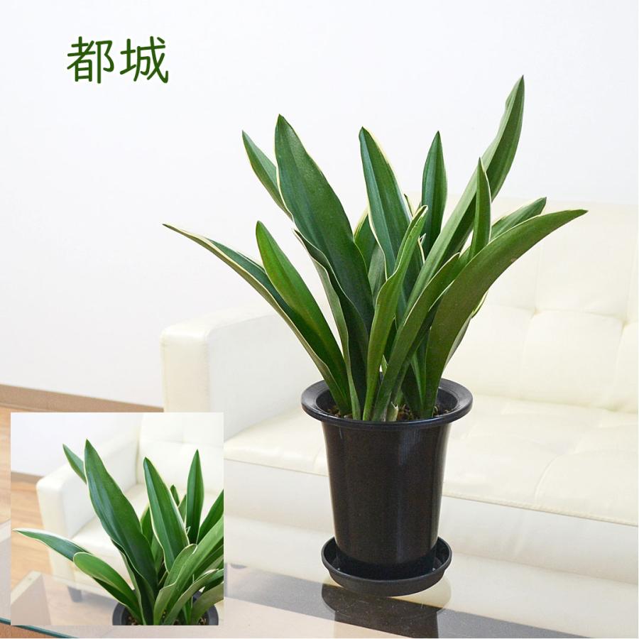 観葉植物 万年青 オモト 宝船 あけぼの 有田 宗石 長寿 都城 5.5号