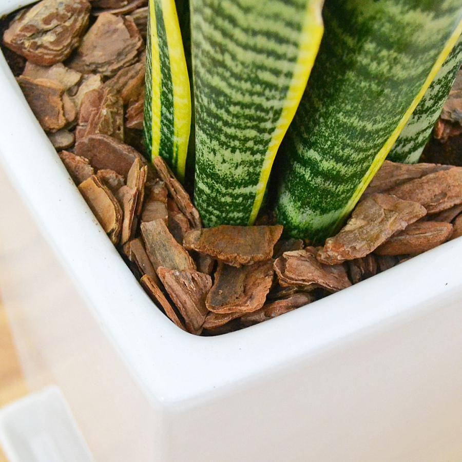 サンスベリア　ローレンティ　陶器鉢　植え込み発送 観葉植物 サンスベリア サンセベリア ローレンティ チトセラン トラの