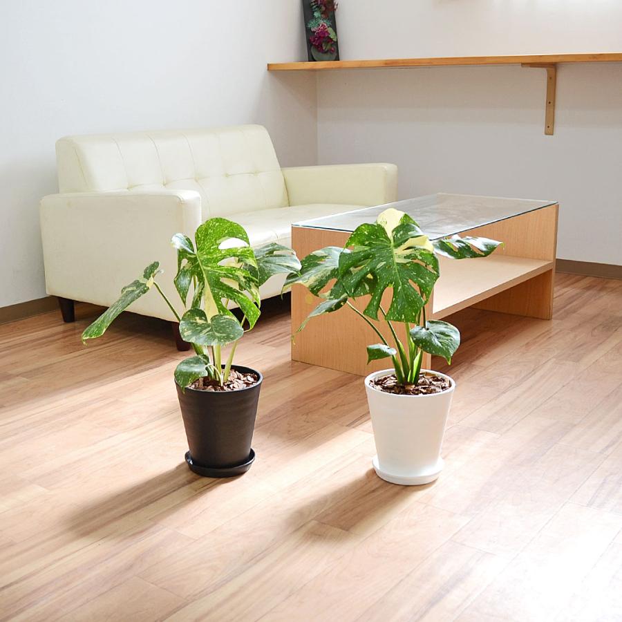観葉植物 モンステラ タイコンステレーション 斑入り デリシオーサ