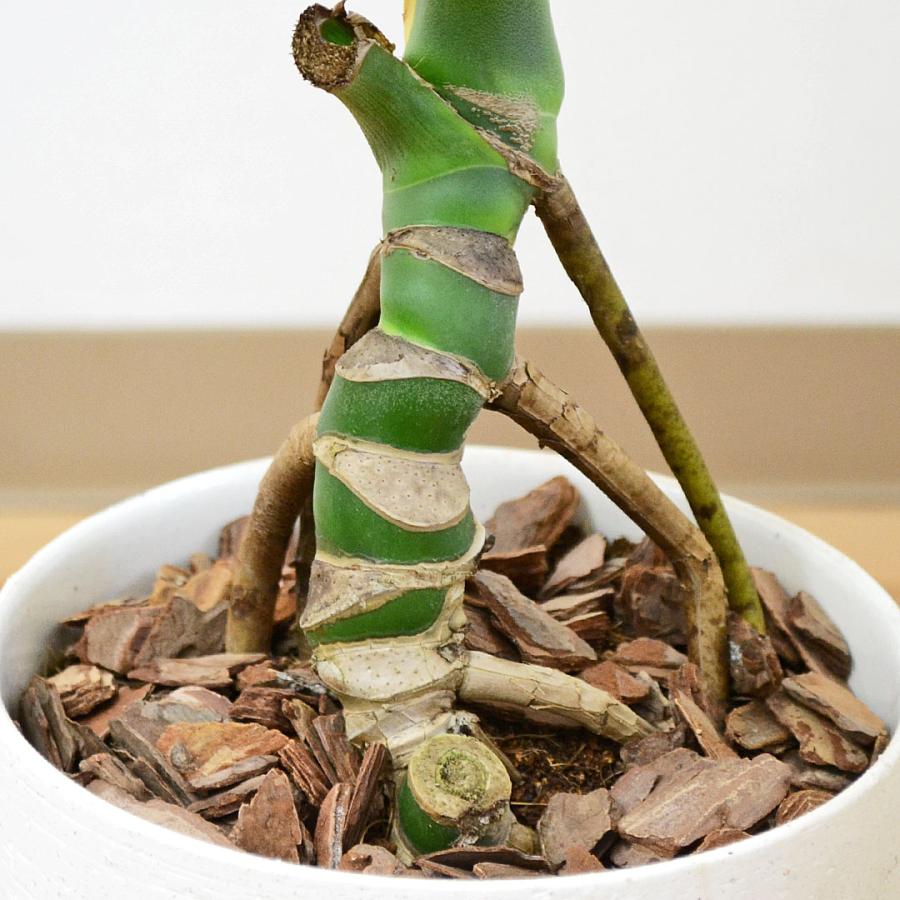 観葉植物 モンステラ 幹上がり 幹立ち 株立ち 陶器鉢 マット ツヤなし