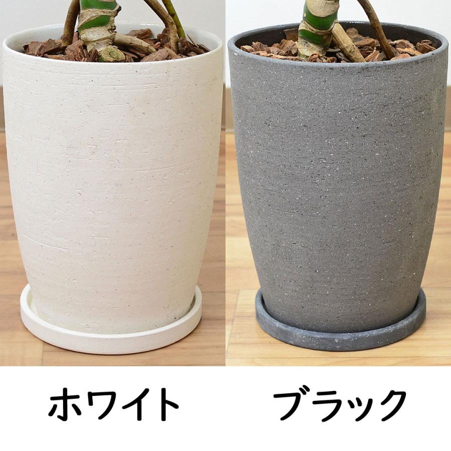 観葉植物 モンステラ 幹上がり 幹立ち 株立ち 陶器鉢 マット ツヤなし