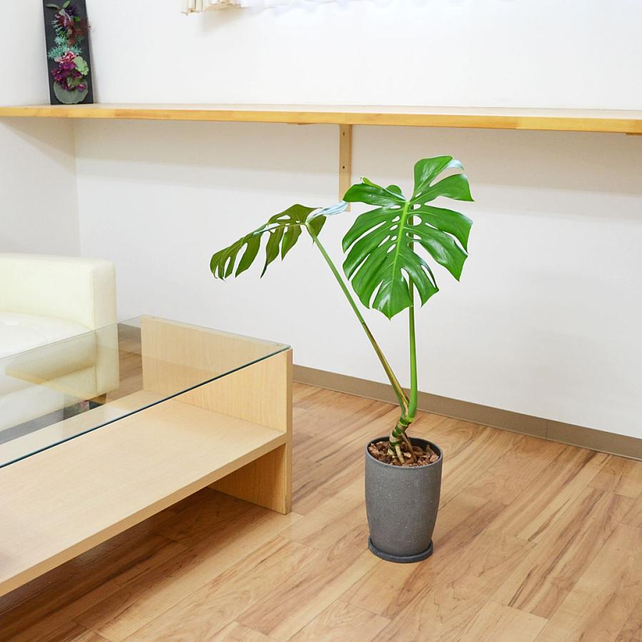 観葉植物 モンステラ 幹上がり 幹立ち 株立ち 陶器鉢 マット ツヤなし