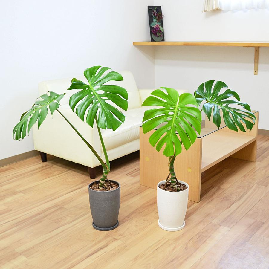 特大　根上がり　モンステラ　10号　陶器鉢　植え込み発送 観葉植物 モンステラ 幹上がり 幹立ち 株立ち 陶器鉢 マット ツヤなし