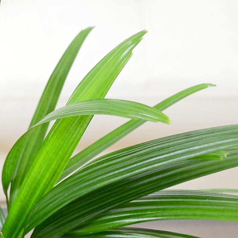 観葉植物 観音竹 カンノンチク ヤシ 4号 陶器鉢 レヒーポット ホワイト