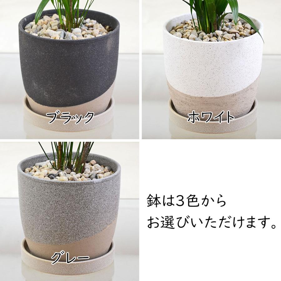 観葉植物 観音竹 カンノンチク ヤシ 4号 陶器鉢 レヒーポット ホワイト