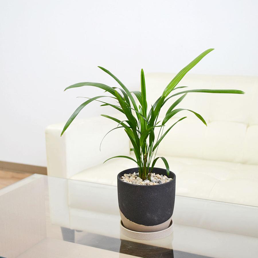 観葉植物 観音竹 カンノンチク ヤシ 4号 陶器鉢 レヒーポット ホワイト