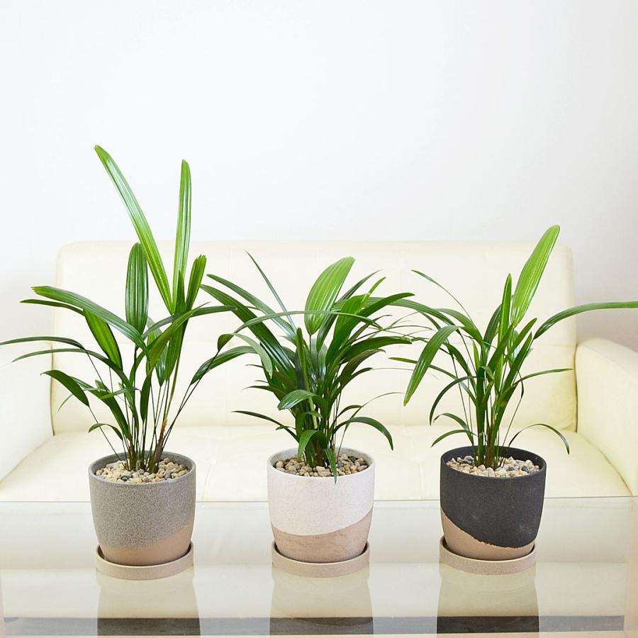 観葉植物 観音竹 カンノンチク ヤシ 4号 陶器鉢 レヒーポット ホワイト