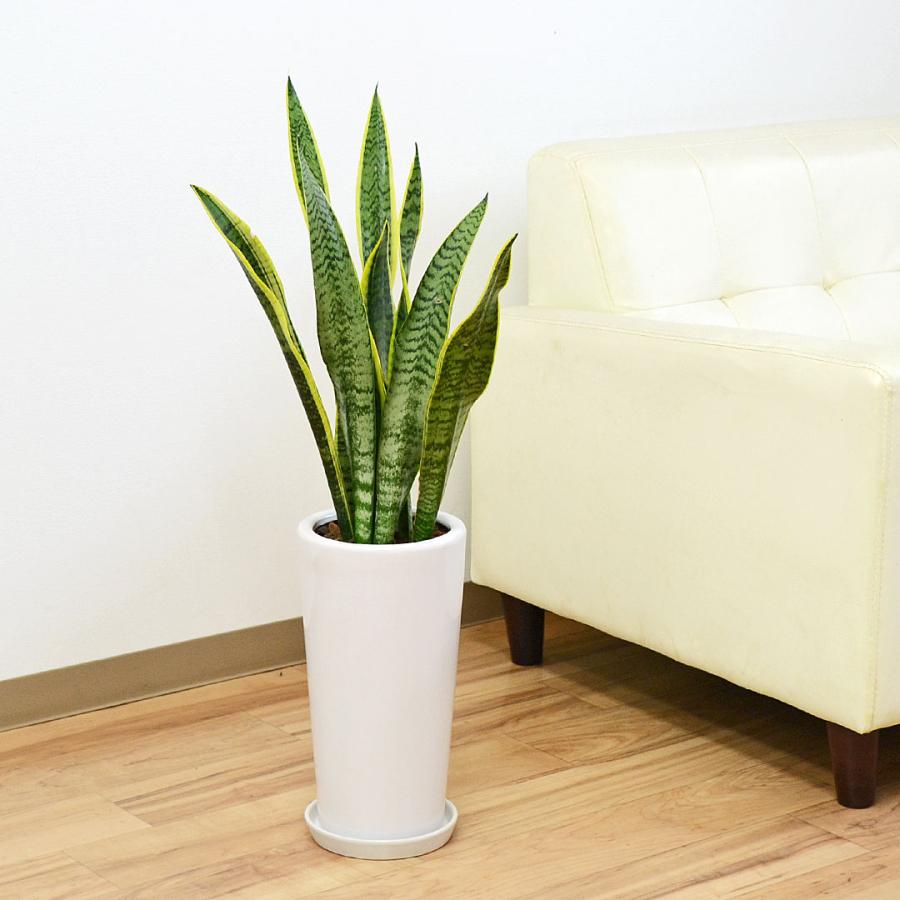 UltraSoul　サンスベリア　ローレンティ　バルーン陶器鉢　植え込み 観葉植物 サンスベリア サンセベリア ローレンティ トラの尾 多肉植物