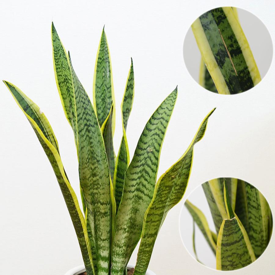観葉植物 サンスベリア サンセベリア ローレンティ トラの尾 多肉植物