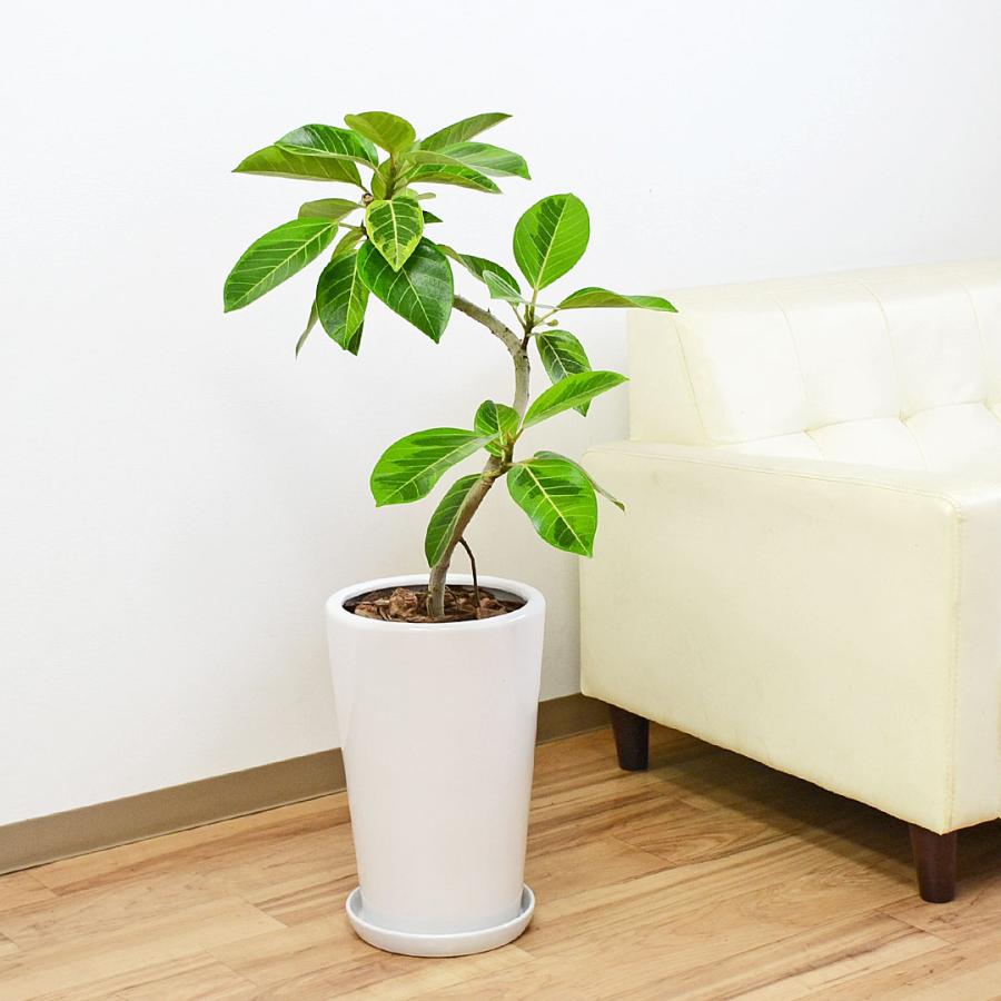 【現品】フィカス・アルテシーマ　7号　曲がり　茶鉢（1） 観葉植物 フィカス アルテシーマ アルテシマゴム らせん曲がり