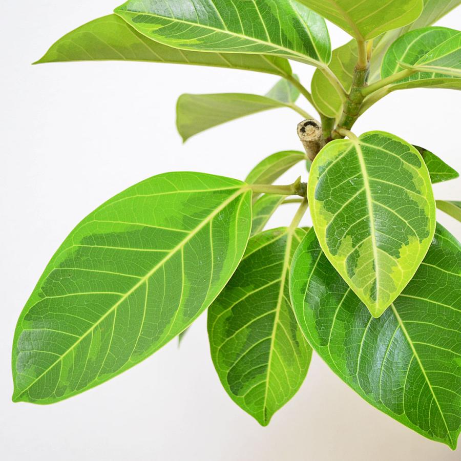 観葉植物 フィカス アルテシーマ アルテシマゴム らせん曲がり