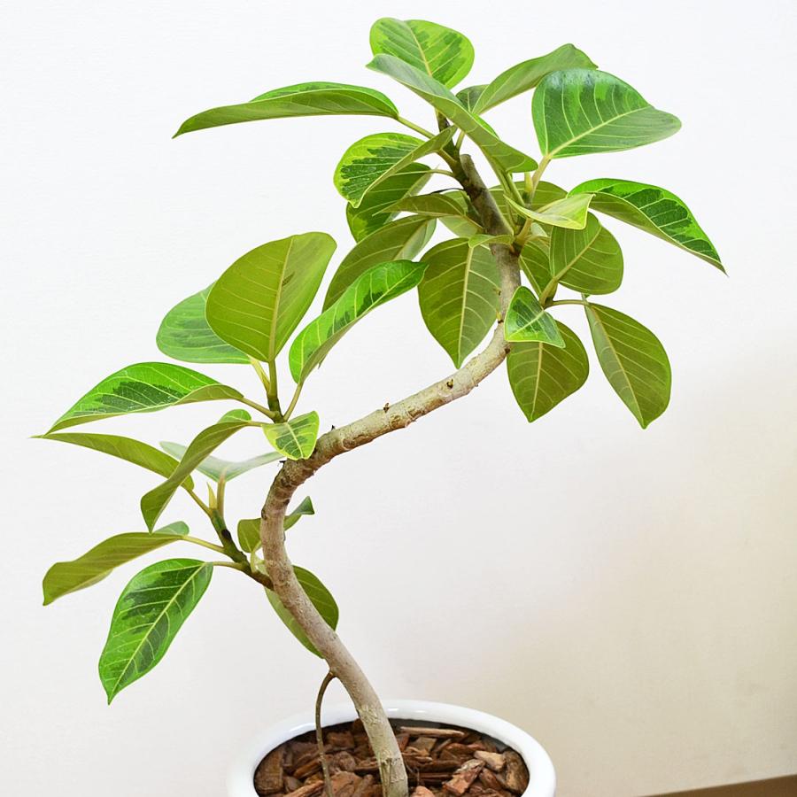 観葉植物 フィカス アルテシーマ アルテシマゴム らせん曲がり