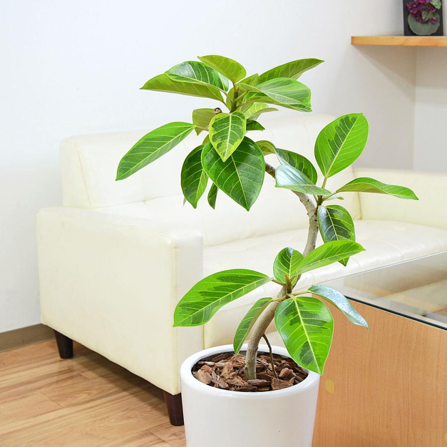 観葉植物 フィカス アルテシーマ アルテシマゴム らせん曲がり