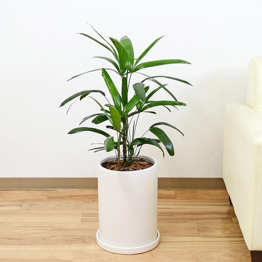 観葉植物 観音竹 カンノンチク ヤシ 陶器鉢 円柱形 マット ホワイト 白