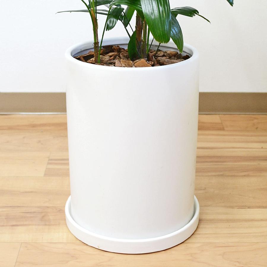 観葉植物 観音竹 カンノンチク ヤシ 陶器鉢 円柱形 マット ホワイト 白