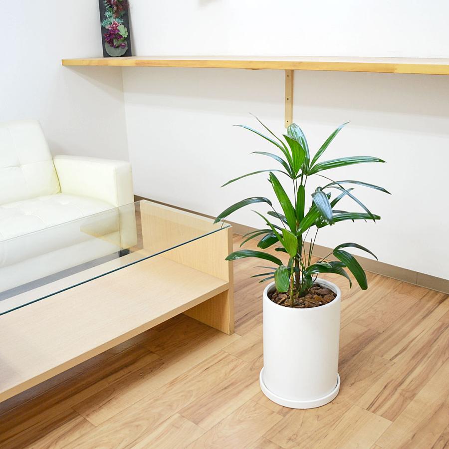 観音竹　約135cm 8号鉢 大株 観葉植物 室内 インテリア　40番 観音竹 約135cm 8号鉢 大株 観葉植物 室内 インテリア 40番 楽天