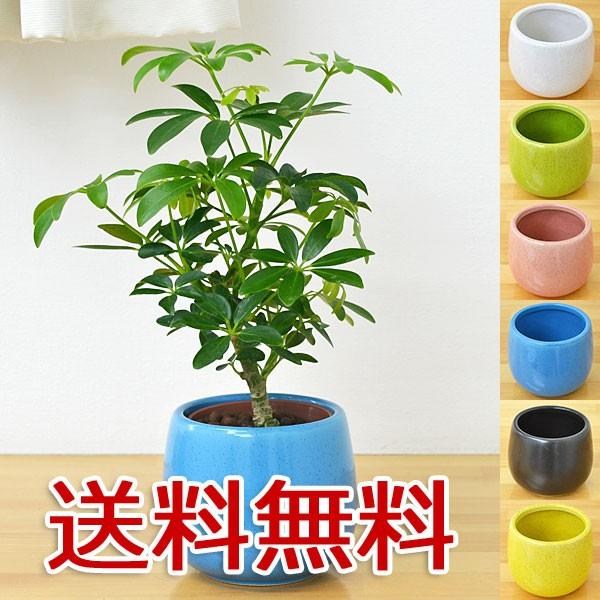 5 好評 ミニ観葉植物 ホンコンカポック シェフレラ 陶器鉢付き ハイドロカルチャー 直送商品