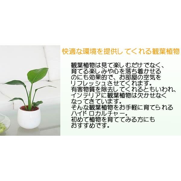 ミニ観葉植物 ホンコンカポック(シェフレラ)陶器鉢付き(ハイドロカルチャー) :sskan-000042:フラワーコーポレーション - 通販 -  Yahoo!ショッピング