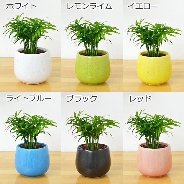 ミニ観葉植物 テーブルヤシ陶器鉢付き(ハイドロカルチャー) : フラワー
