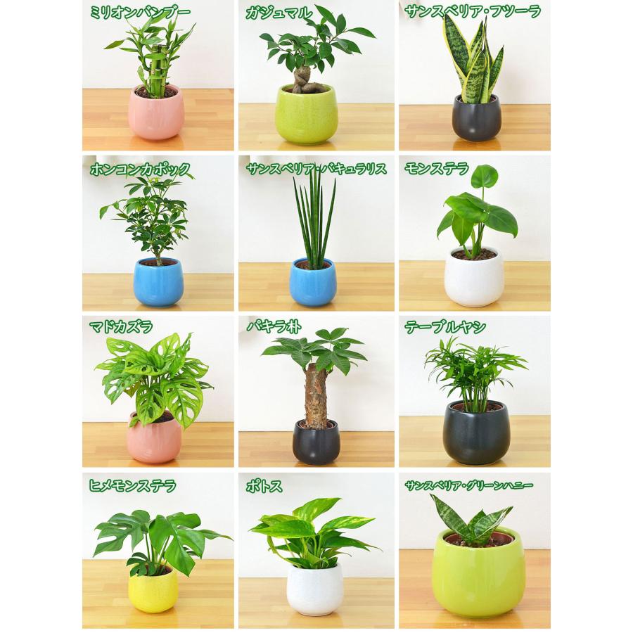観葉植物 ミニ ハイドロカルチャー 3鉢セット 種類 選べる おしゃれ