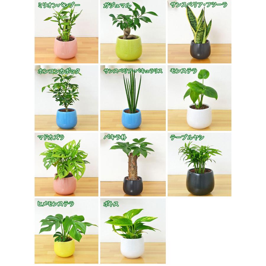 観葉植物ミニ ハイドロカルチャー陶器鉢付き 4鉢セット おしゃれ
