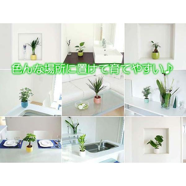 観葉植物ミニ ハイドロカルチャー陶器鉢付き 4鉢セット おしゃれ