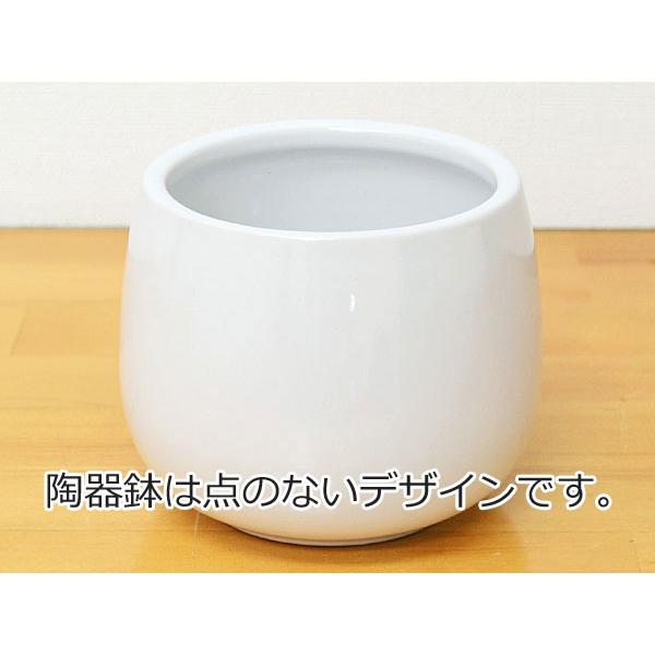 ミニ観葉植物 ポトス陶器鉢付き(ハイドロカルチャー) : フラワー ミニ観葉植物 ポトス陶器鉢付き(ハイドロカルチャー) : フラワー