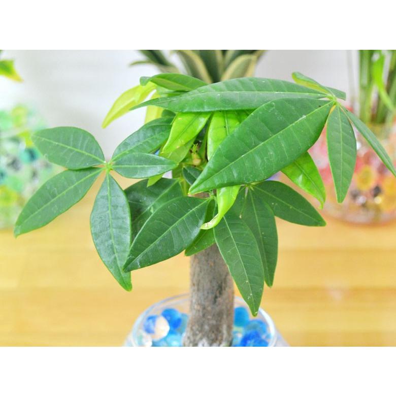 国内発送 ミニ観葉植物 パキラ スフィアガラス ゼリー植え Foodsecurity Me