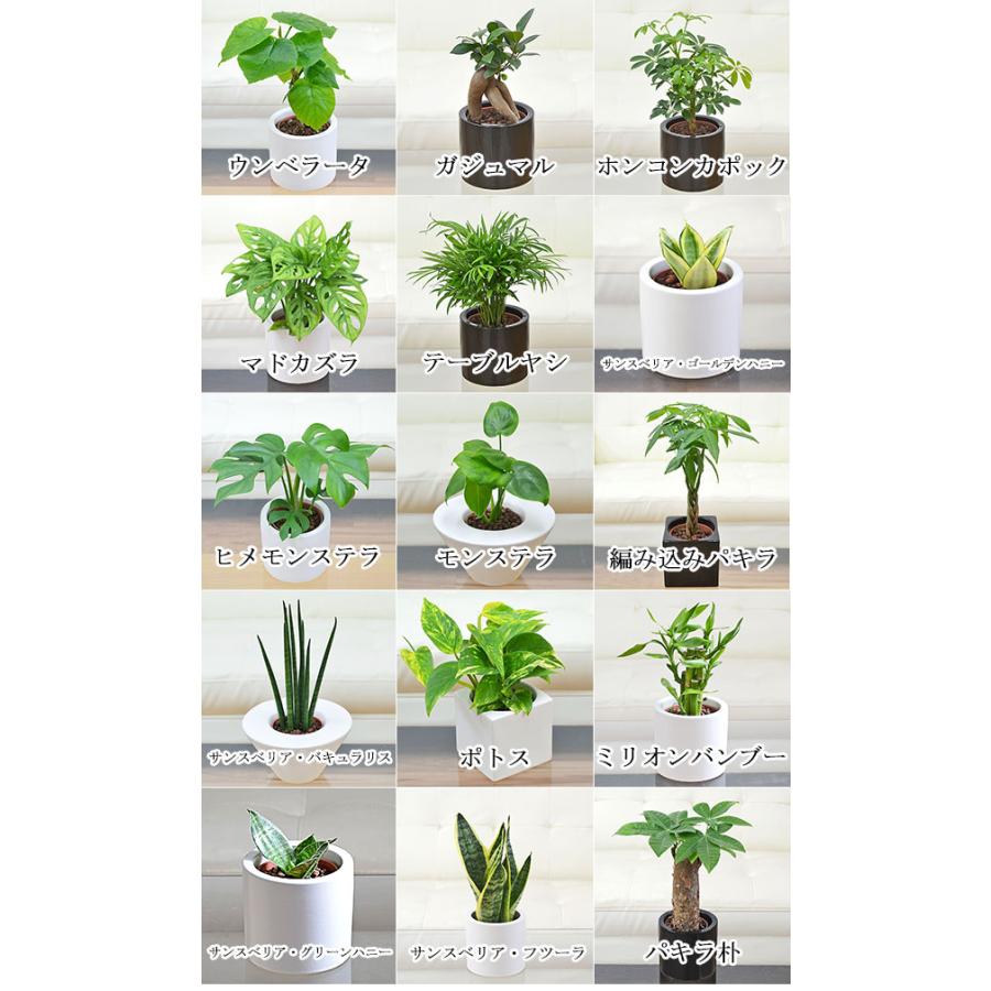 【美品】鉢植え 3点セット 観葉植物 ガーデニング 観葉植物 ミニ 陶器鉢植え 3鉢セット シュガーバイン アイビー ポトス