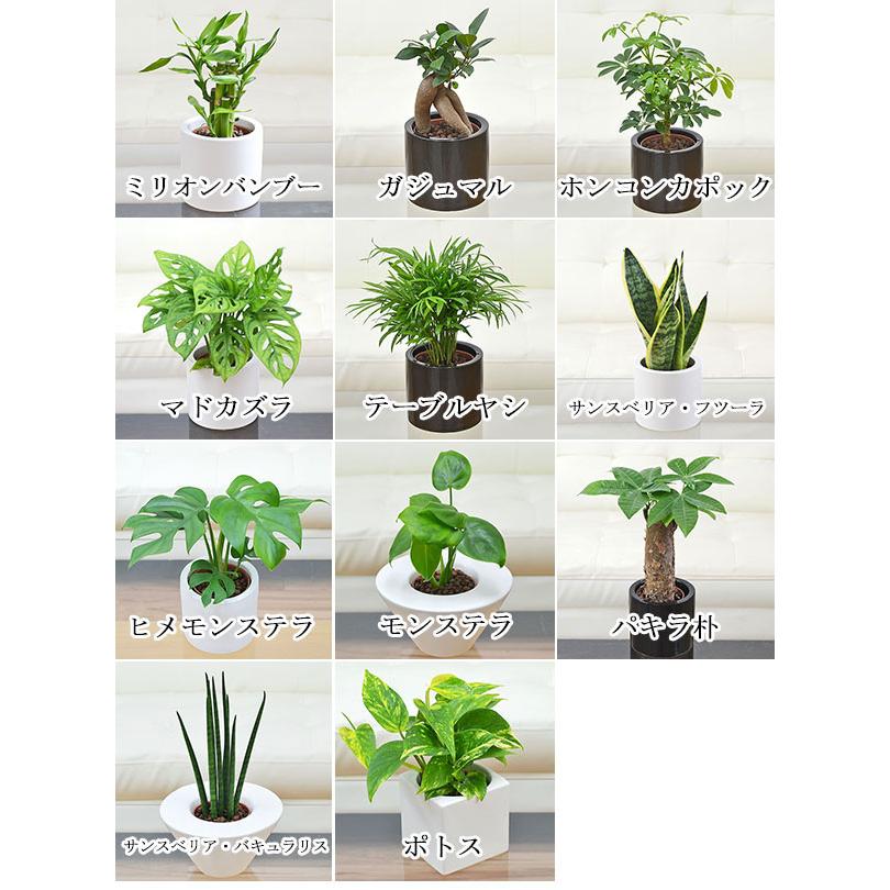 観葉植物ミニ ハイドロカルチャー 3鉢セット 種類 選べる おしゃれ