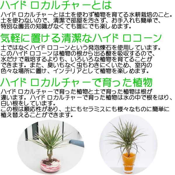 観葉植物ミニ ハイドロカルチャー 3鉢セット 種類 選べる おしゃれ