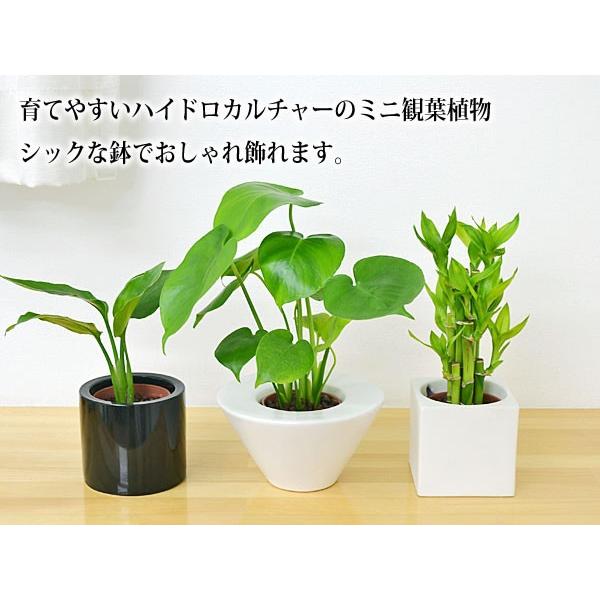 観葉植物ミニ ハイドロカルチャースタイリッシュ陶器鉢付き 4鉢セット｜flower-c｜04