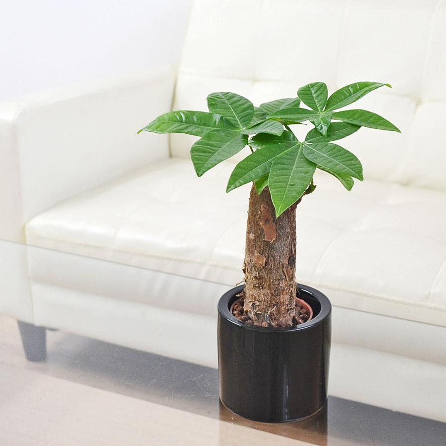 観葉植物 ミニ パキラ 発財樹 カイエンナッツ 朴仕立て ハイドロ