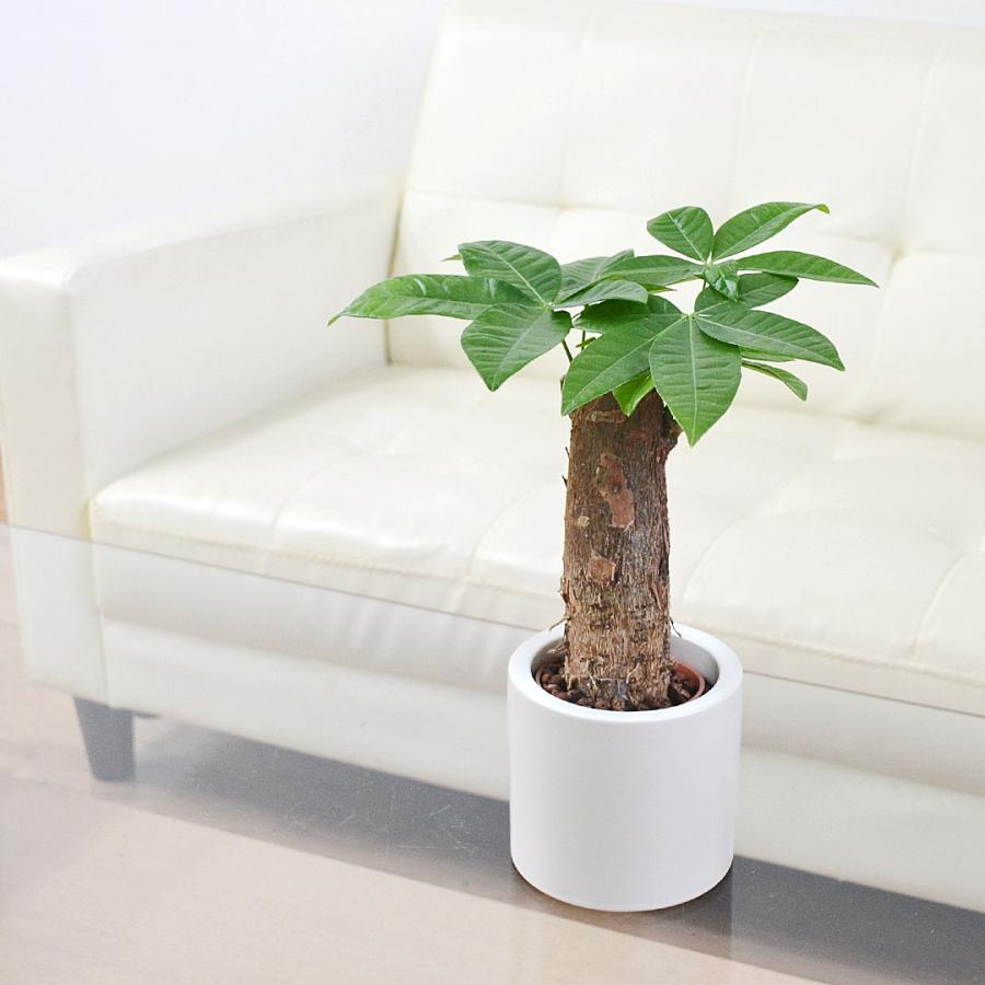 観葉植物 ミニ パキラ 発財樹 カイエンナッツ 朴仕立て ハイドロ