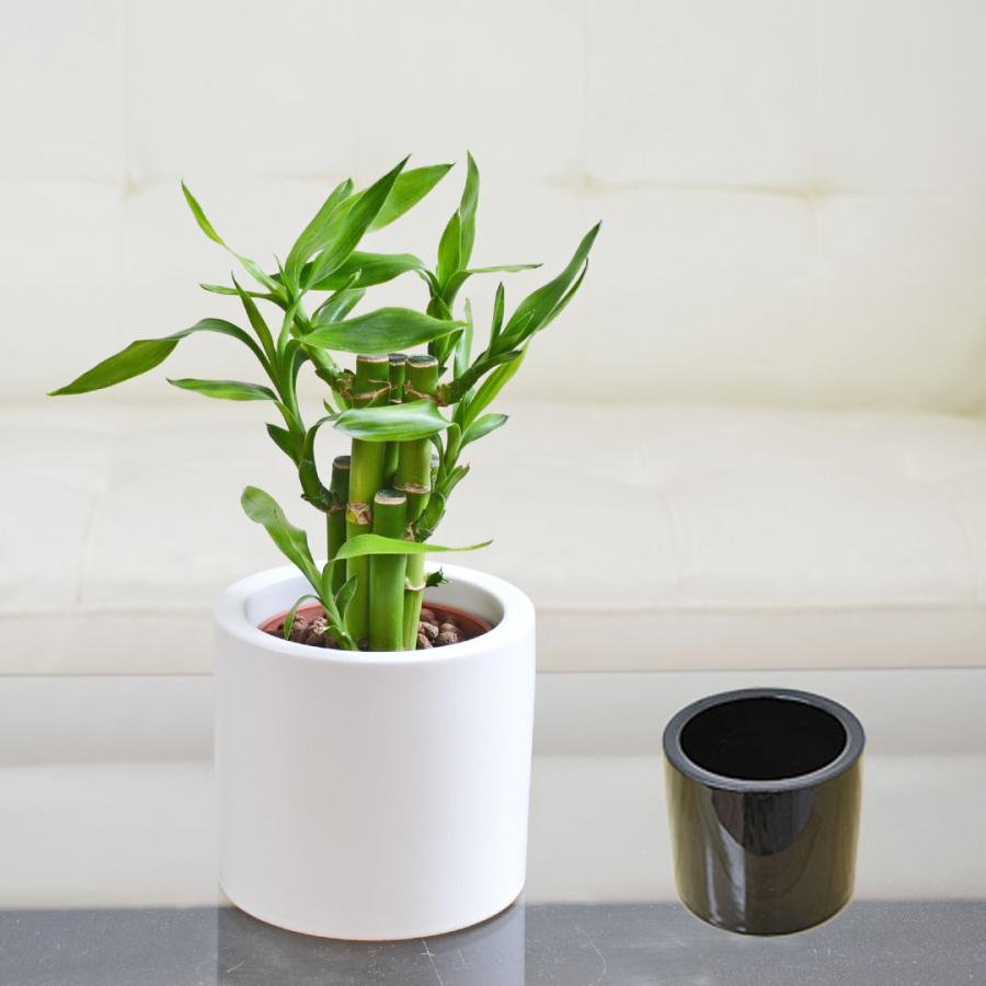 ★美品★人工竹 バンブー 約175cm 白鉢付き 観葉植物 観葉植物 ミニ ミリオンバンブー 万年竹 開運竹 ハイドロカルチャー 水