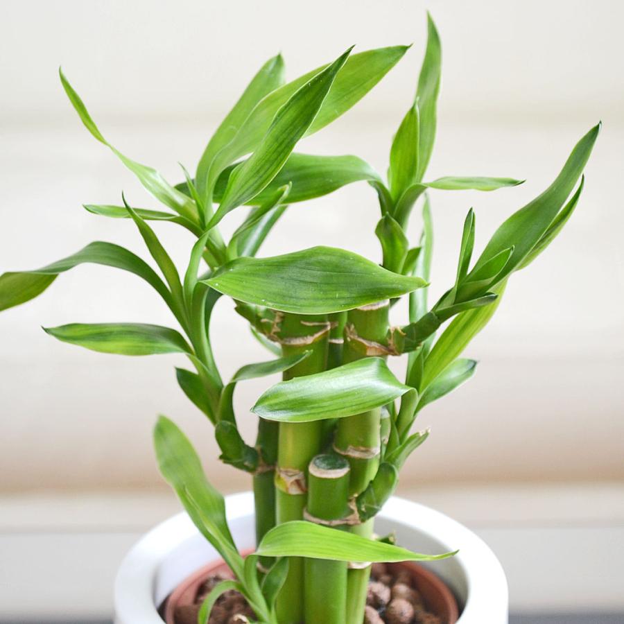 観葉植物 ミニ ミリオンバンブー 万年竹 開運竹 ハイドロカルチャー 水
