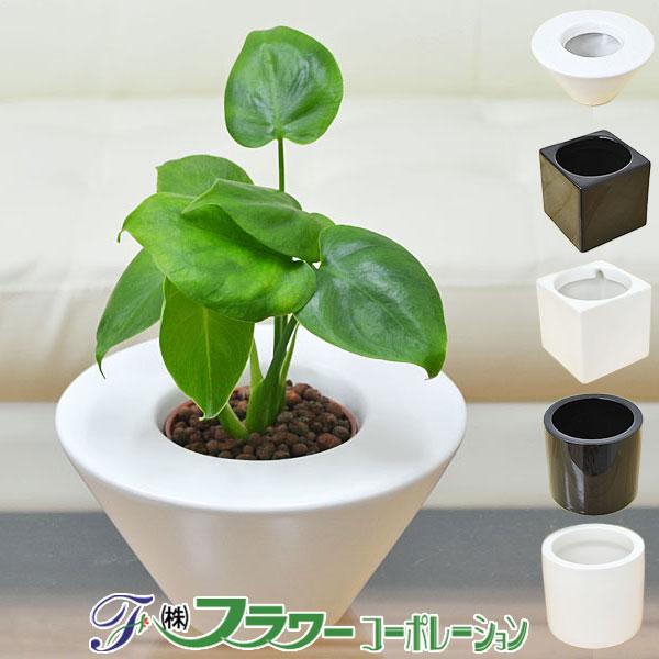 美品 ミニ観葉植物 モンステラ ハイドロカルチャースタイリッシュ陶器鉢付き 観葉植物