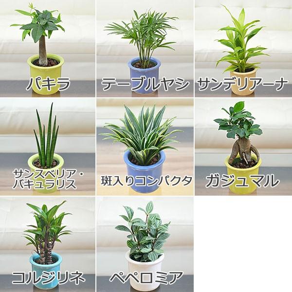 観葉植物ミニ ハイドロカルチャー 3鉢セット おしゃれ お祝い パステルカラー陶器鉢付き Sskan フラワーコーポレーション 通販 Yahoo ショッピング