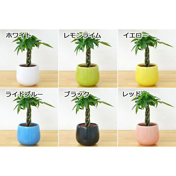 ミニ観葉植物 編み込みパキラ陶器鉢付き(ハイドロカルチャー ミニ観葉植物 編み込みパキラ陶器鉢付き(ハイドロカルチャー