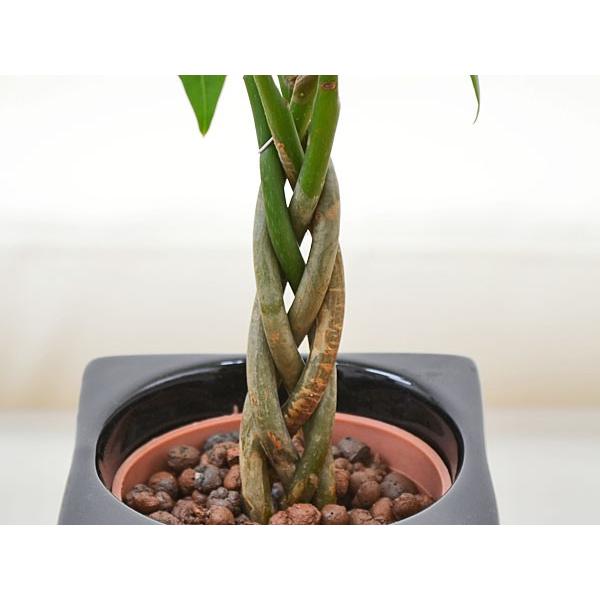 ミニ観葉植物 編み込みパキラ ハイドロカルチャースタイリッシュ陶器鉢付き Sskan フラワーコーポレーション 通販 Yahoo ショッピング