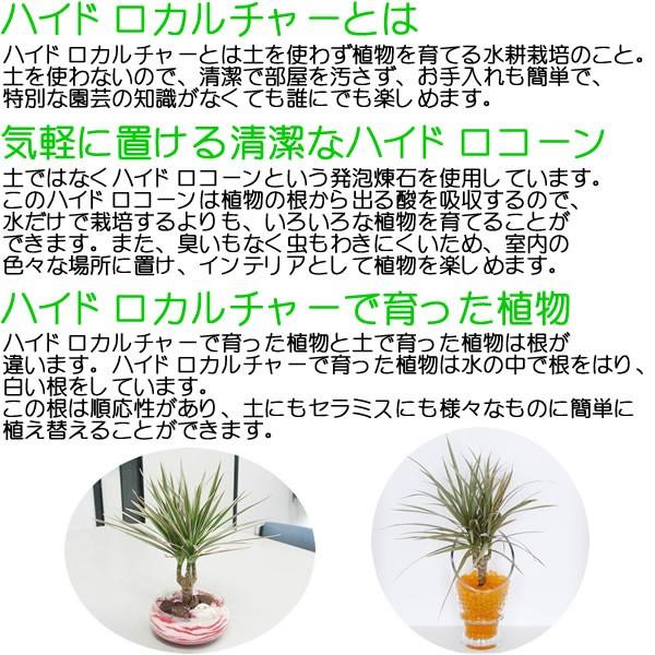 ミニ観葉植物 編み込みパキラ ハイドロカルチャースタイリッシュ陶器鉢付き｜flower-c｜07